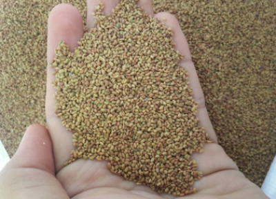 کنترل بذر و گیاهان همراه مسافران خروجی