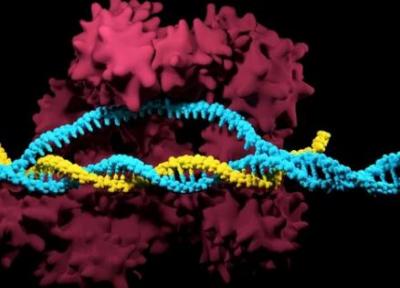 توسعه سیستم اصلاح ژنوم با یاری یک کارت حافظه ژنتیکی