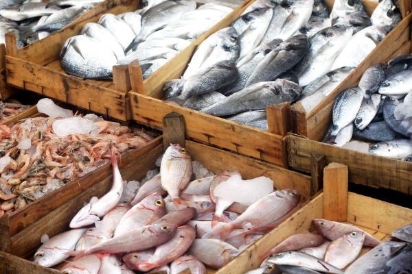 تاثیر ماهی بر آلودگی هوا، قیمت در بازار