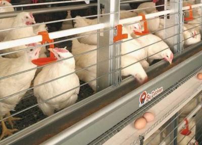 فعالیت 6 واحد مرغداری تولید تخم مرغ در چهارمحال و بختیاری