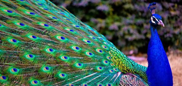 عکاسی از حیوانات: وقار اسب و شکوه طاووس