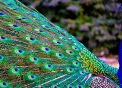 عکاسی از حیوانات: وقار اسب و شکوه طاووس