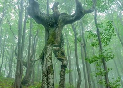 تور بلغارستان ارزان: با درخت انسان نمای عجیب بلغارستان آشنا شوید