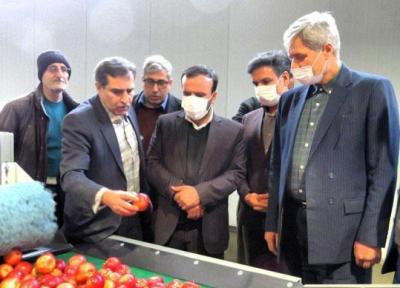 افتتاح نخستین واحد سورتینگ میوه مکانیزه آذربایجان شرقی در مراغه