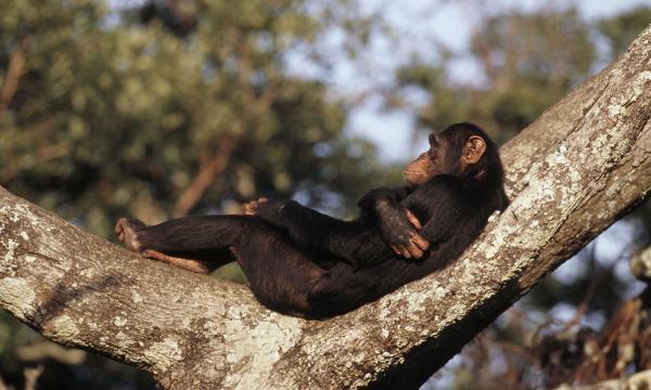 شامپانزه ها عشق فیلم هستند!