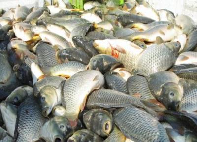 صید ماهی در مهاباد به 50 تن کاهش یافت
