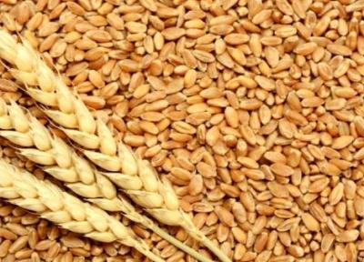 پرداخت تسهیلات بانکی برای فراوری بذر استاندارد در خوزستان