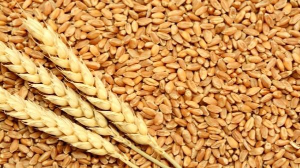 پرداخت تسهیلات بانکی برای فراوری بذر استاندارد در خوزستان