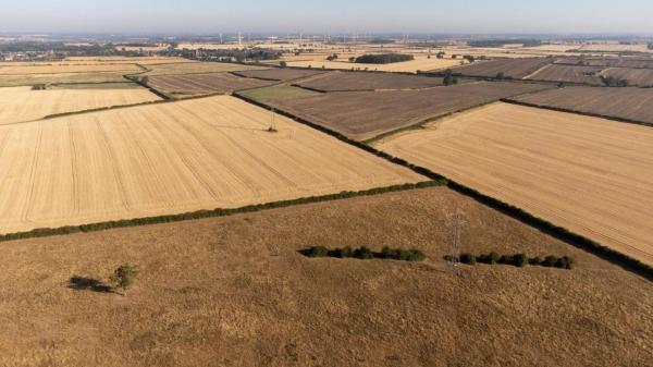 خشکسالی تا 70 درصد از محصولات زیتون اسپانیا را از بین برد