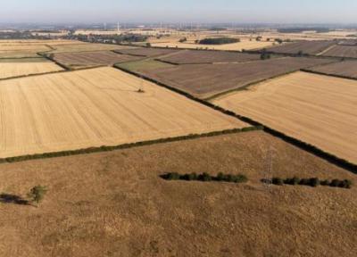 خشکسالی تا 70 درصد از محصولات زیتون اسپانیا را از بین برد