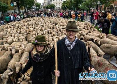 جشنواره عبور گوسفند از مادرید، دیدنی و زیبا در اسپانیا
