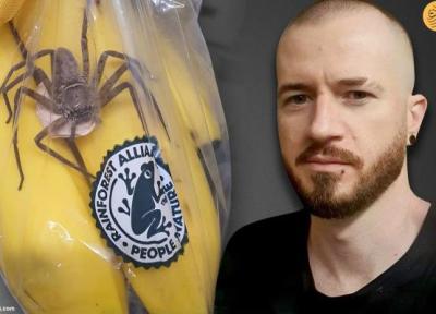 کشف یکی از بزرگ ترین عنکبوت های دنیا در داخل کیسه موز!